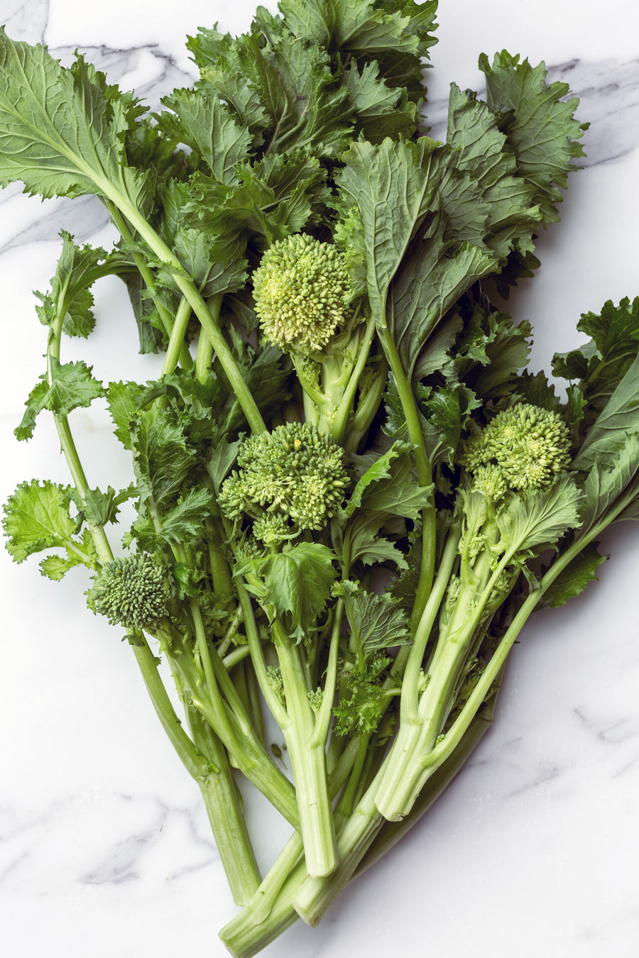 Brassica rapa var. cymosa 'Cima di rapa'