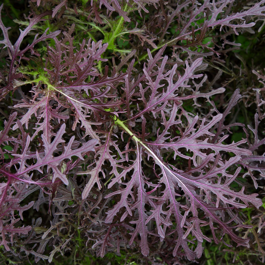 Brassica rapa var. japonica 'Moutarde rouge metis'