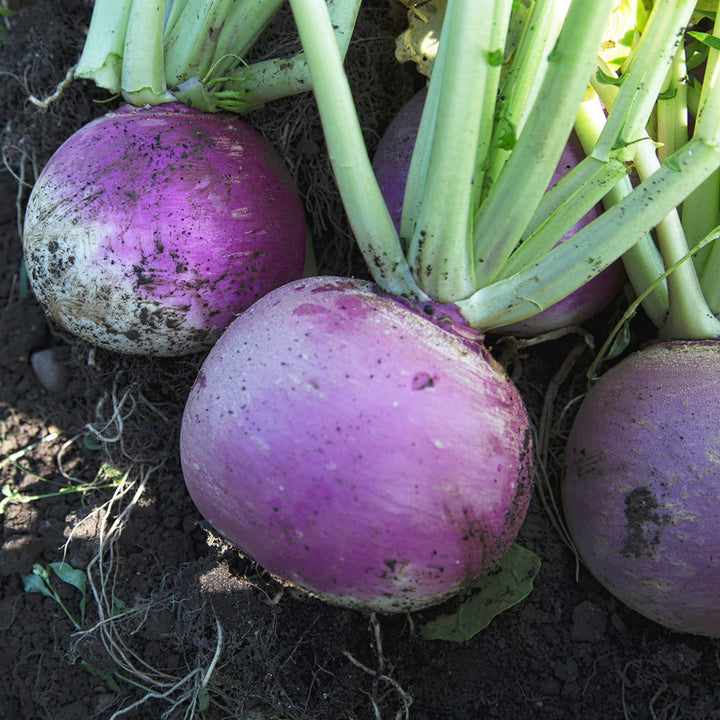 Brassica rapa var. rapa 'Blanc globe à collet violet'