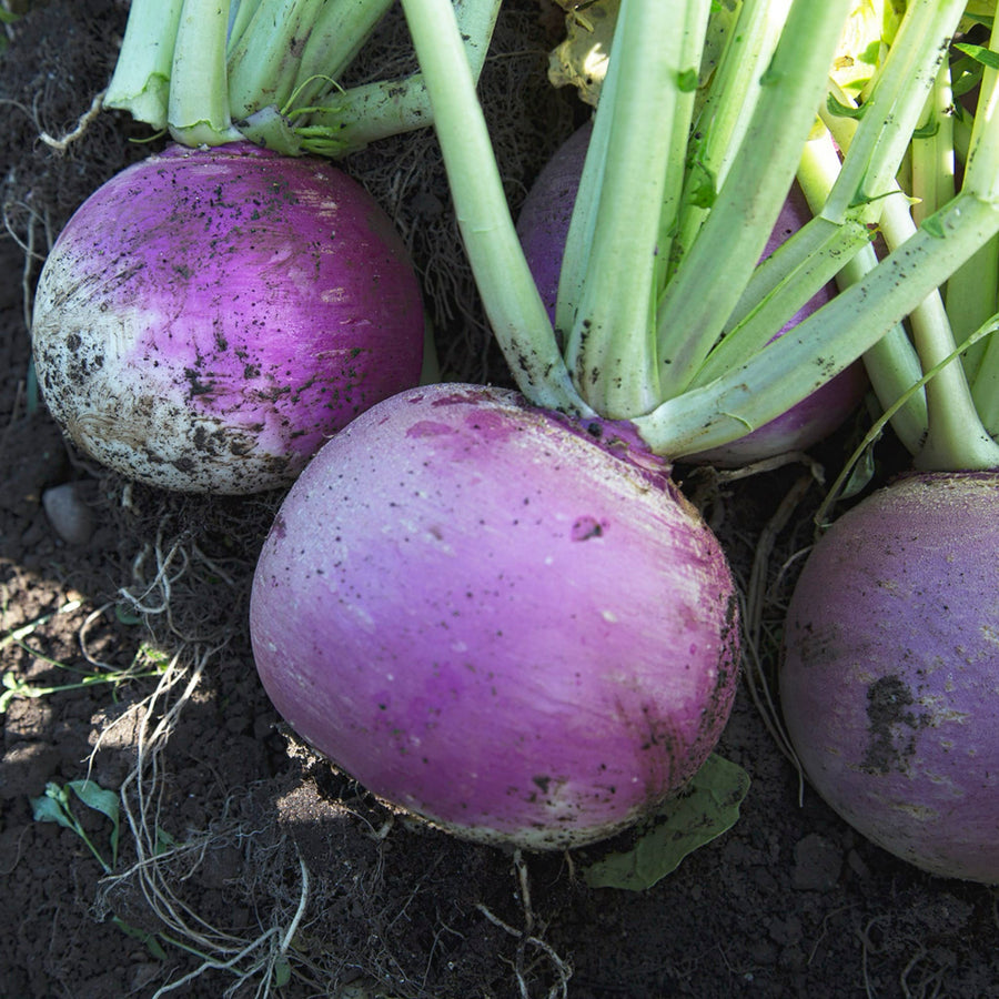 Brassica rapa var. rapa 'Blanc globe à collet violet'