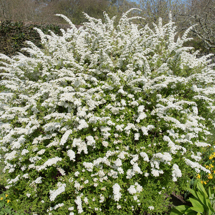 Weiße Brautspiere im Garten