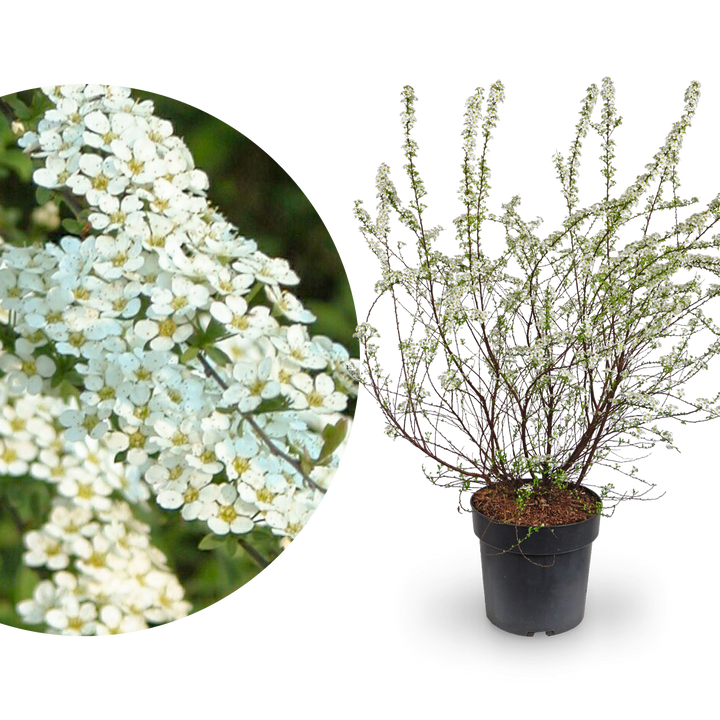 Brautspiere Weiß