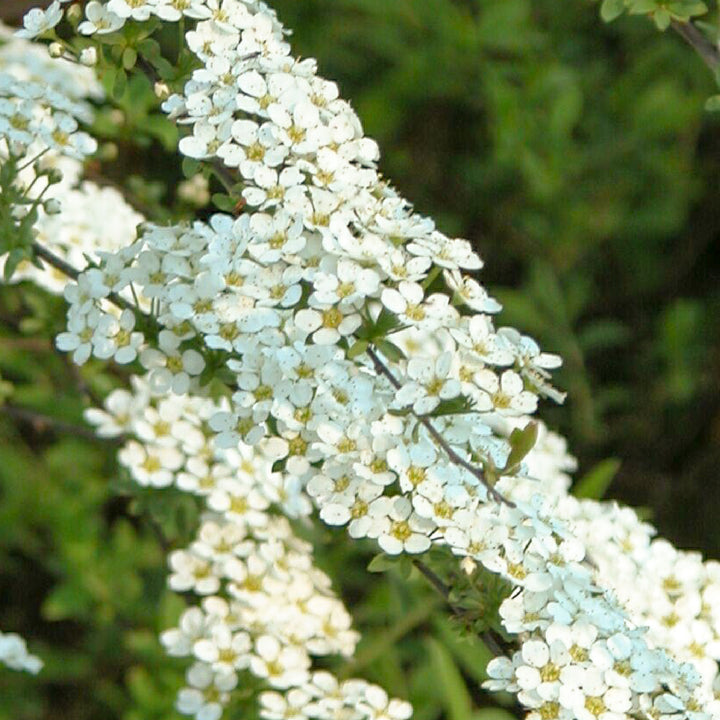 Brautspiere mit weißen Blüten