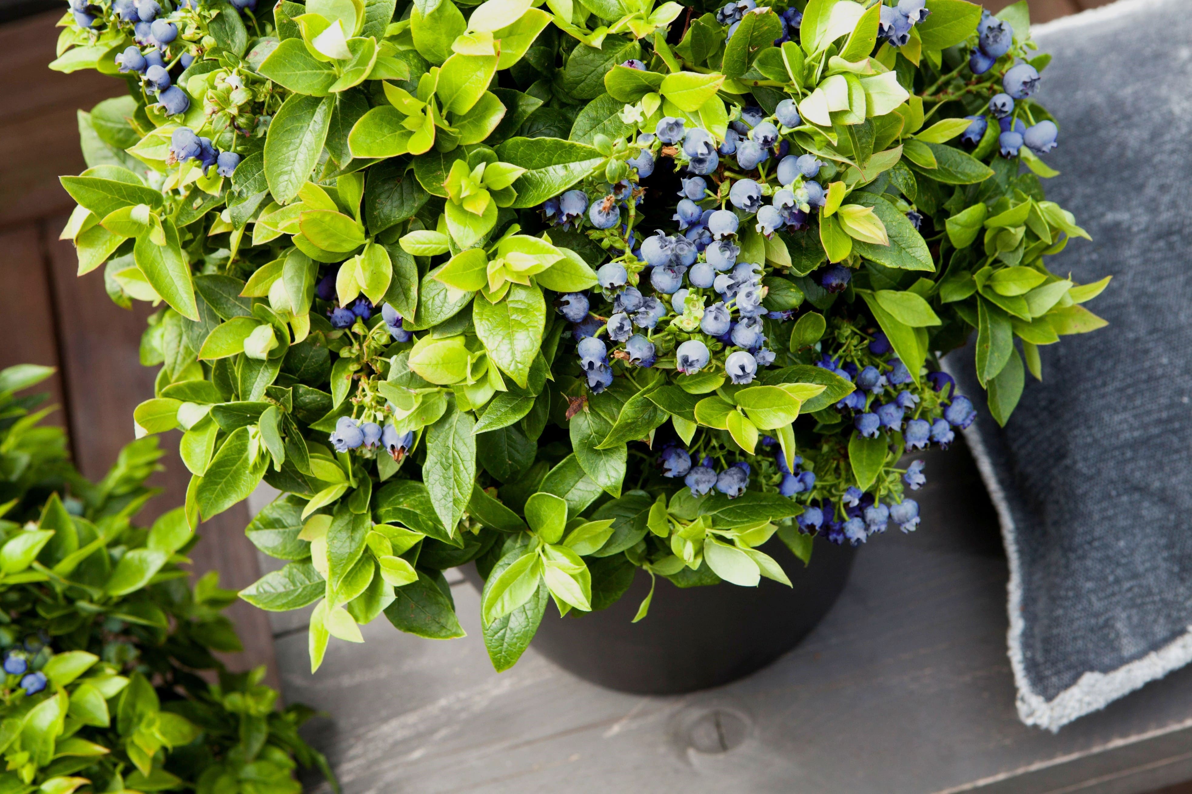Brazelberry Blaubeere mit Früchten