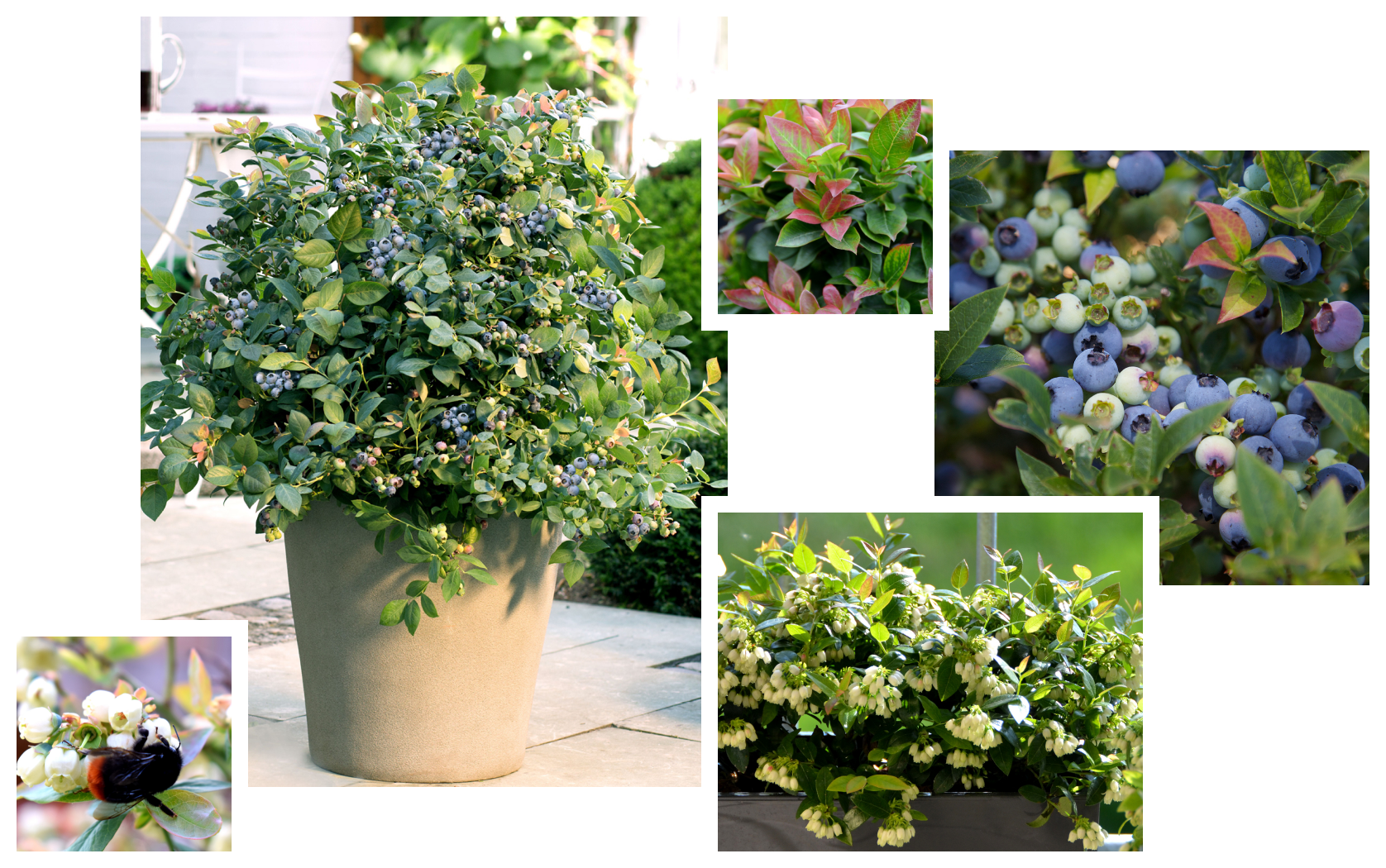 Nahaufnahmen von Brazelberry Pflanzen: Hummel auf Blüte, Frucht, Blätter, Balkonkasten
