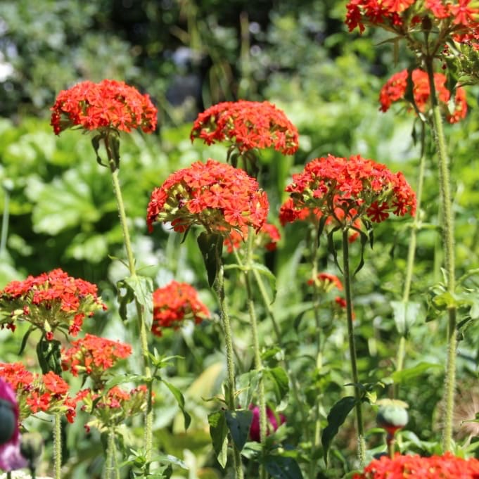 Brennende Liebe Rot