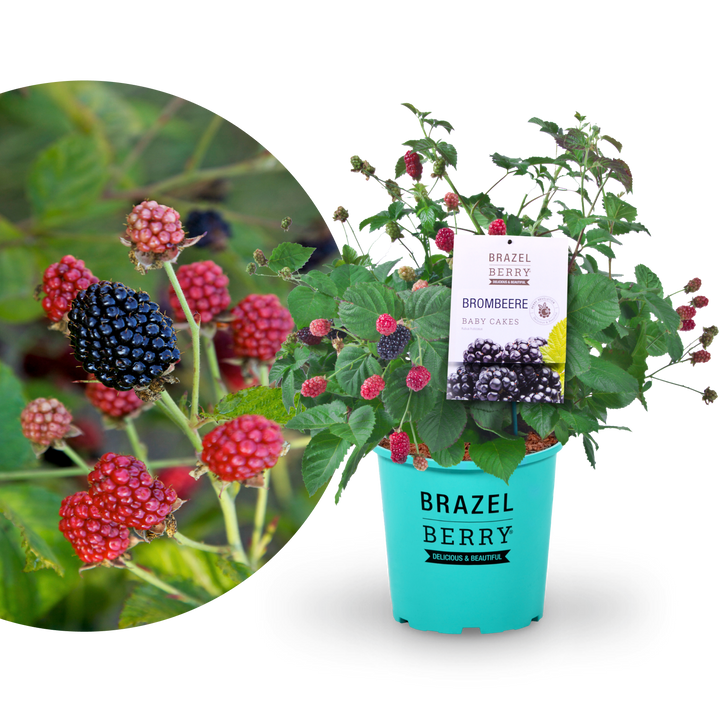 Brombeere BrazelBerry® 'Baby Cakes'®