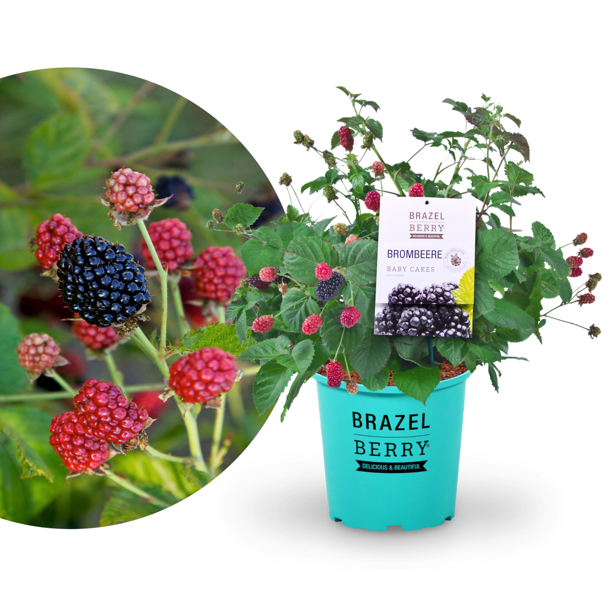 Brombeere Brazelberry® 'Baby Cakes'®