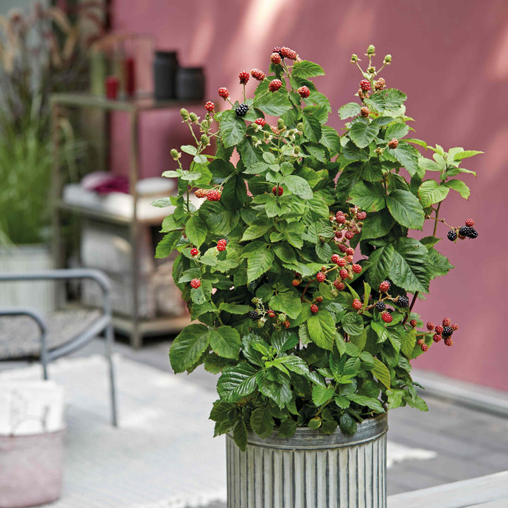 Brombeere BrazelBerry® 'Baby Cakes'® im Topf auf Balkon oder Terrasse
