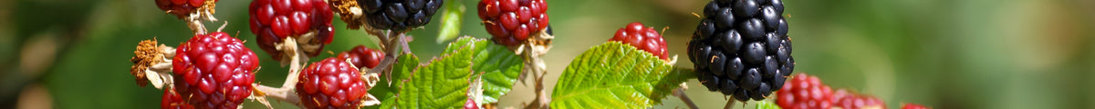 Brombeeren