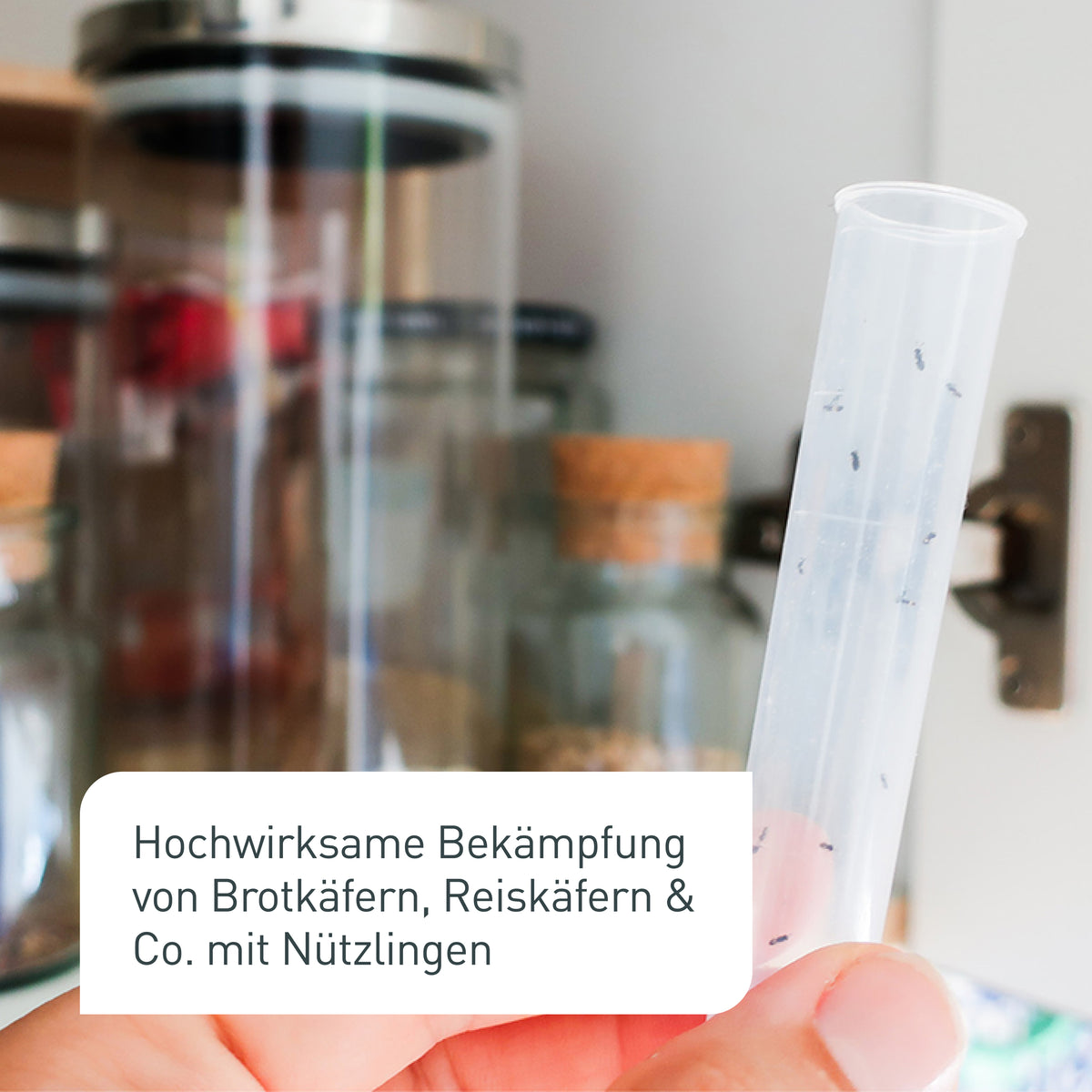 Bekämpfung von Brotkäfern mit Lagererzwespen
