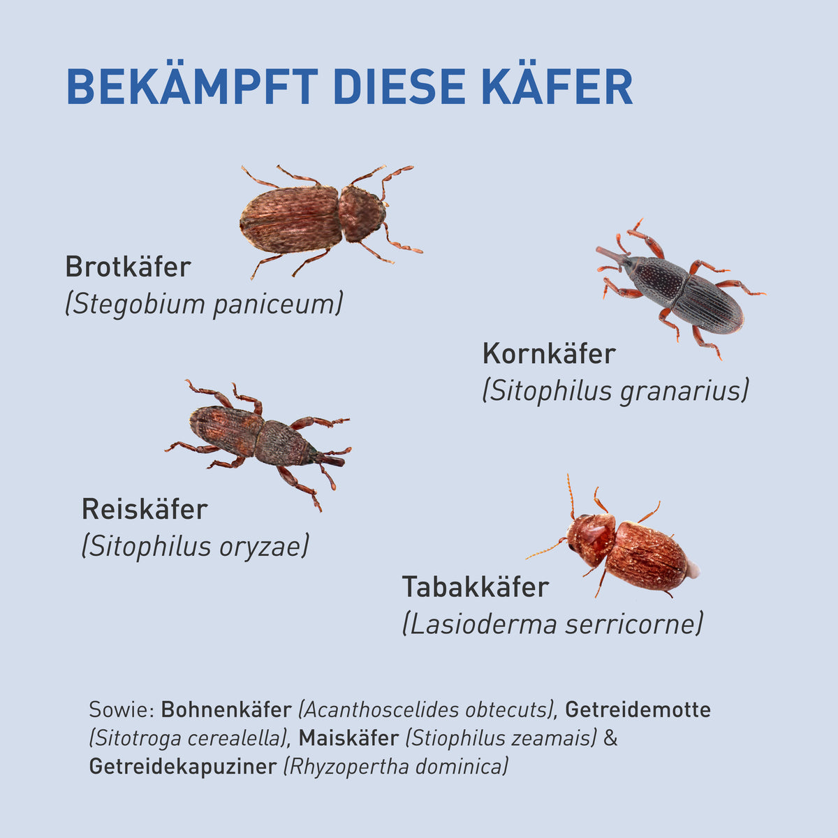 Brotkäfer, Kornkäfer & Co. mit Lagererzwespen loswerden