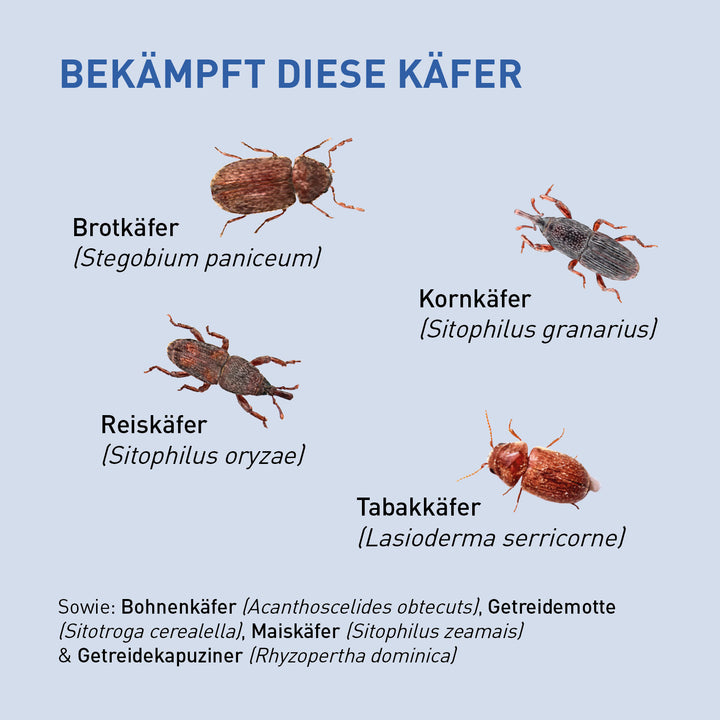 Brotkäfer, Kornkäfer & Co. mit Lagererzwespen loswerden