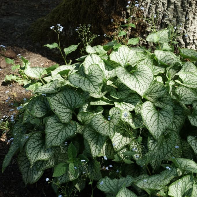 Brunnera macrophylla 'Jack Frost'®