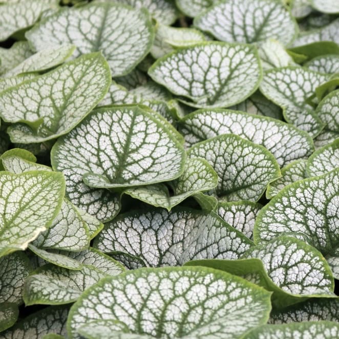 Brunnera macrophylla 'Jack Frost'®