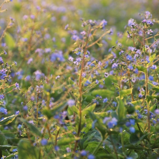 Brunnera macrophylla