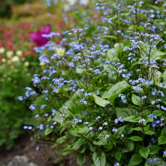 Brunnera macrophylla 'Sterling Silver'®