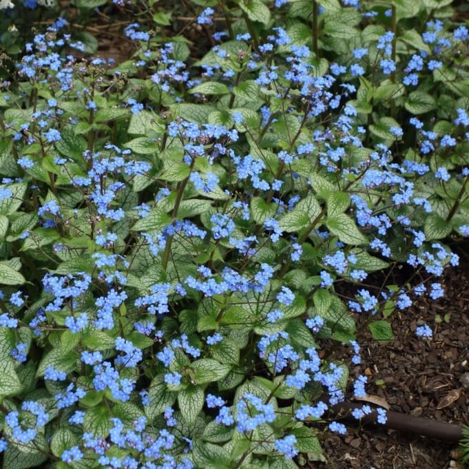 Brunnera macrophylla 'Sterling Silver'®