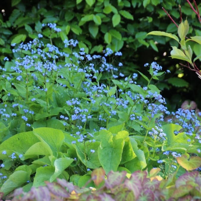 Brunnera macrophylla