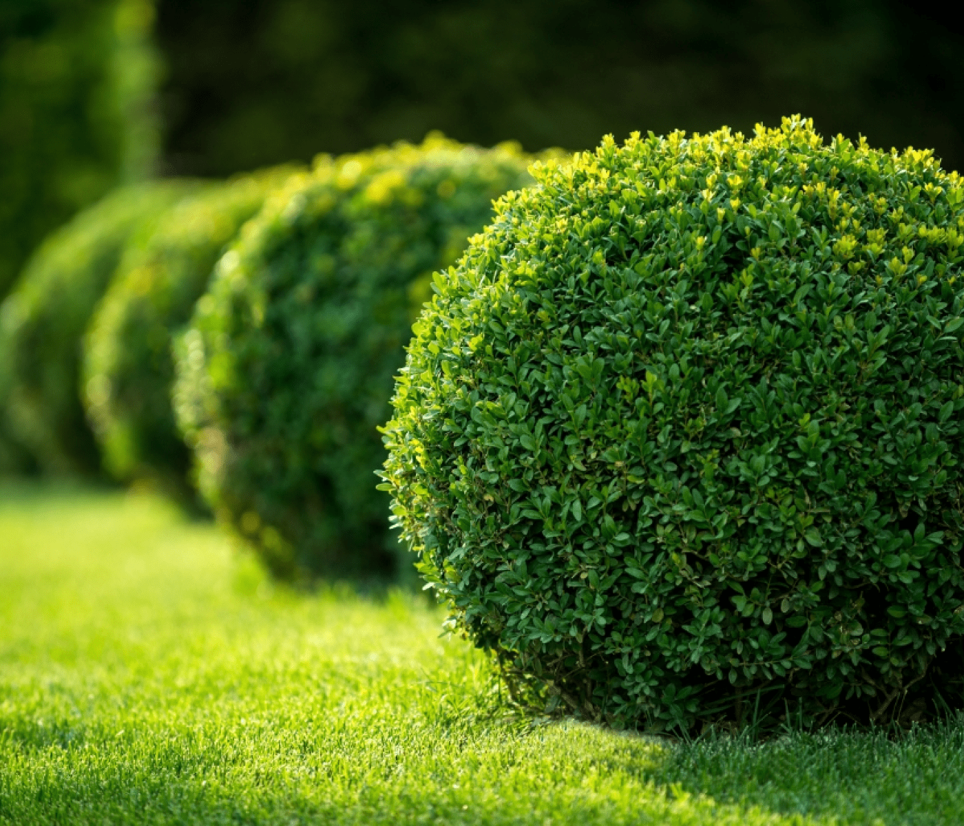 Reihe von Kugel-Buchsbäumen im Garten