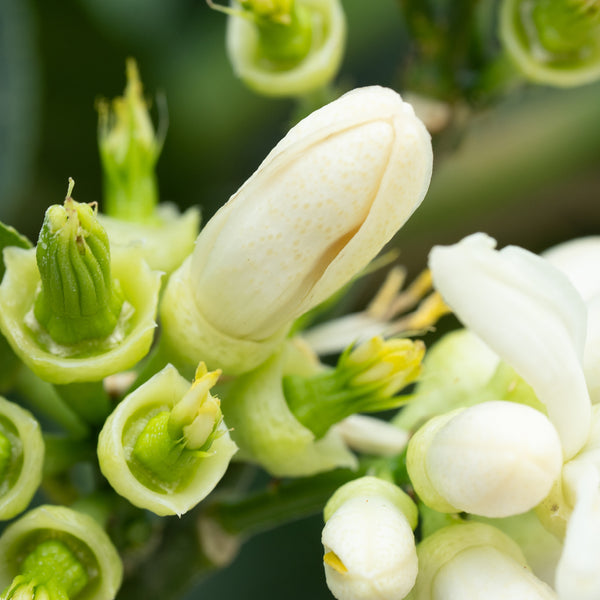 Knospen der Buddhas Hand-Zitrone