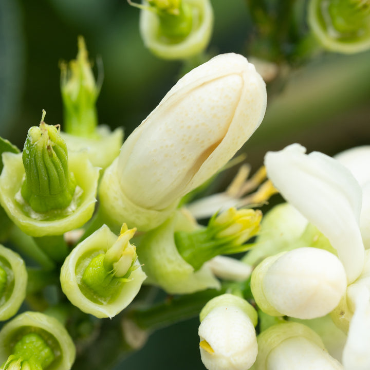 Knospen der Buddhas Hand-Zitrone