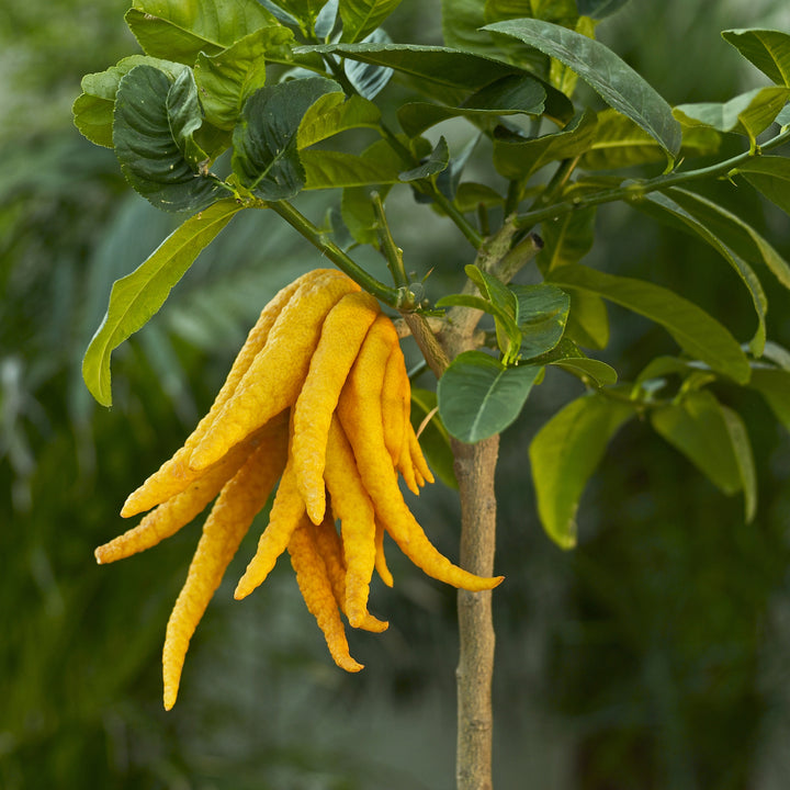 Frucht der Buddhas Hand-Zitrone