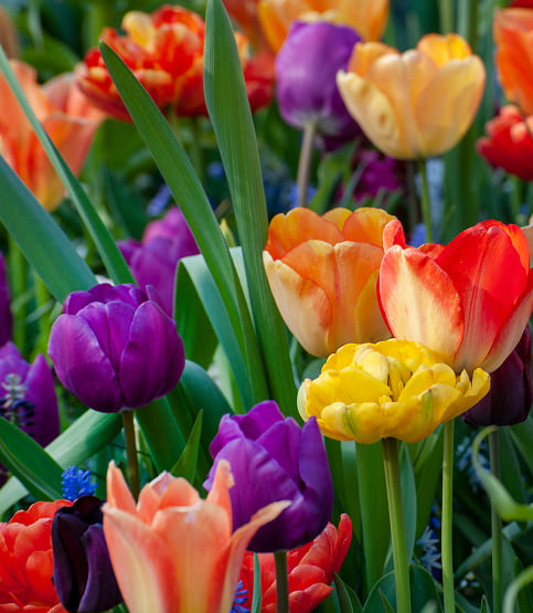 Bunte Tulpen und Blumen im Garten