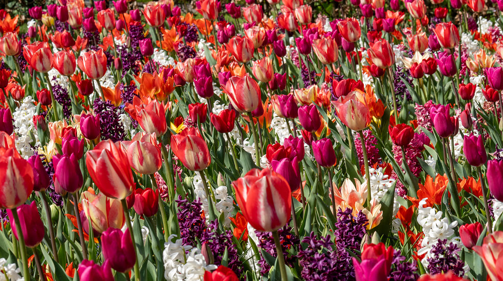 Blühendes Blumenbeet mit bunten Tulpen und Zwiebelblumen