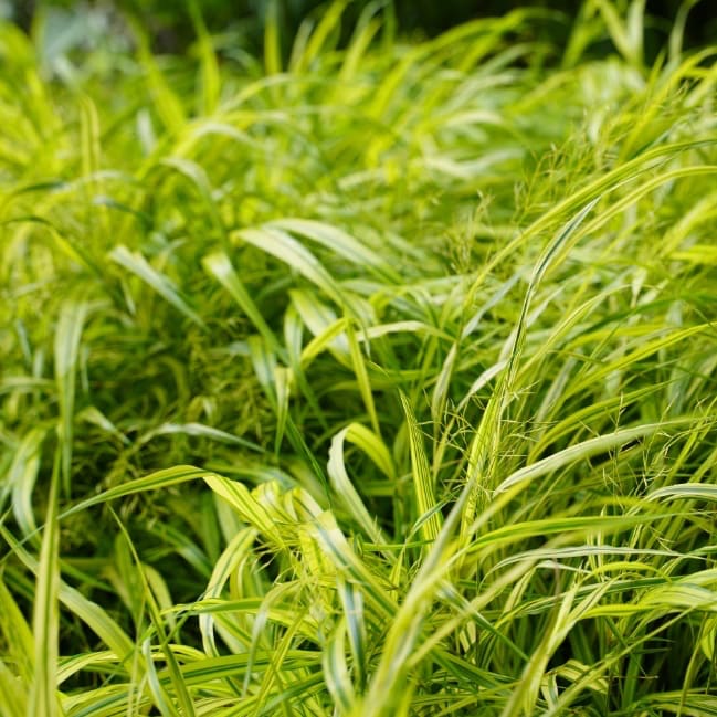 Buntes Berggras 'Aureola'