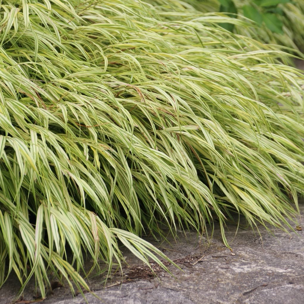 Buntes Berggras 'Aureola'