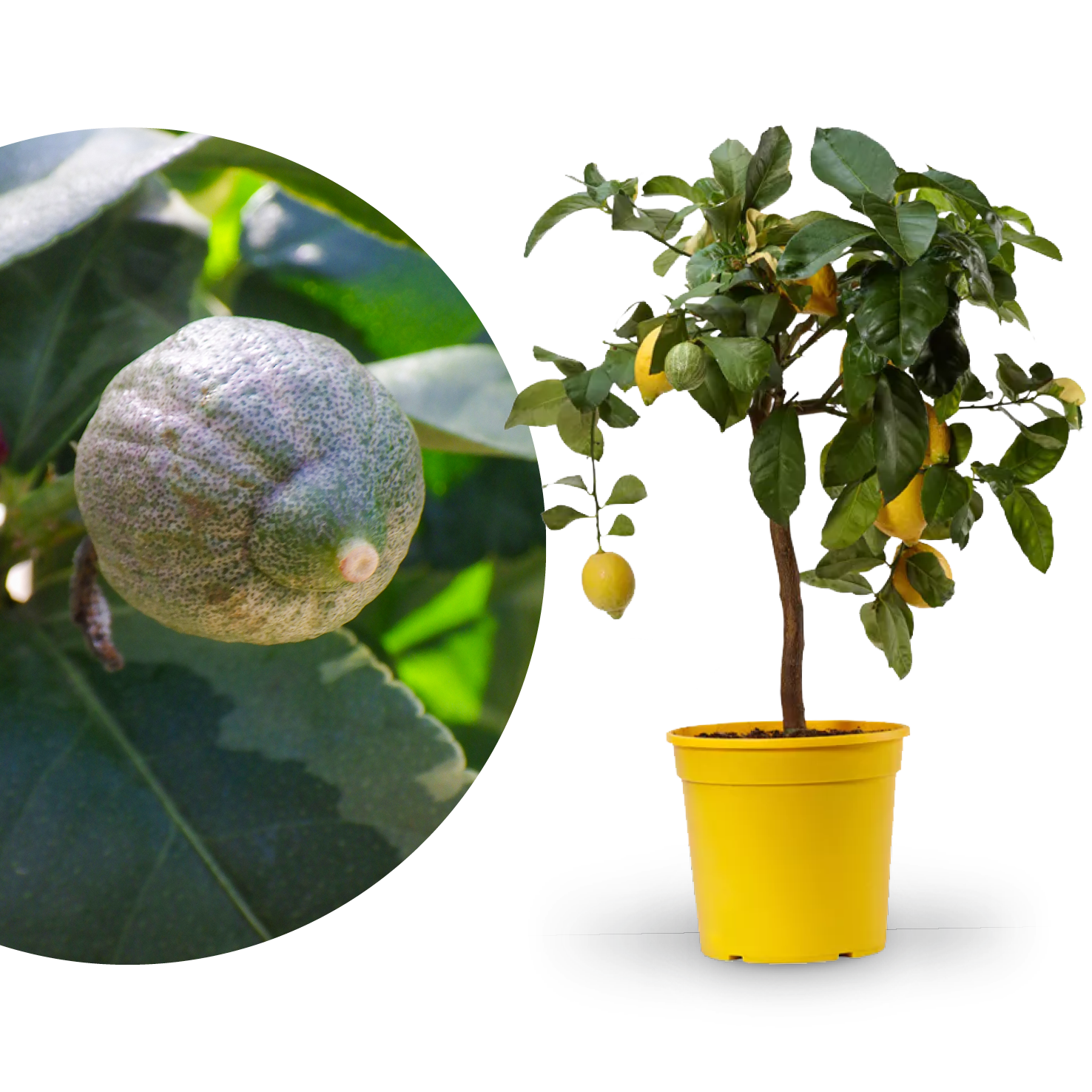 Buntlaubige Zitrone 'Variegata'