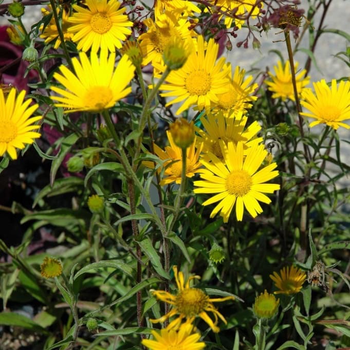 Buphthalmum salicifolium