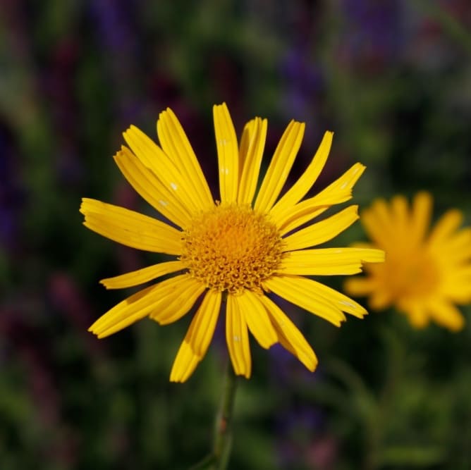 Buphthalmum salicifolium