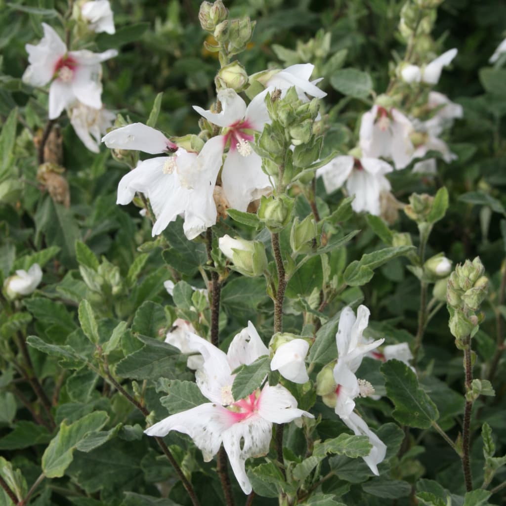 Buschmalve 'Baby Barnsley' Rosa