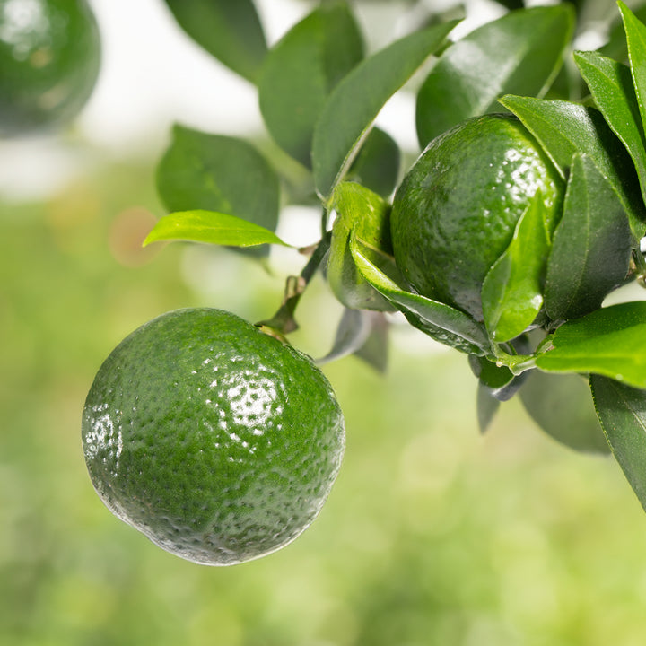 Caiprinha-Limette LIME TIME® am Baum