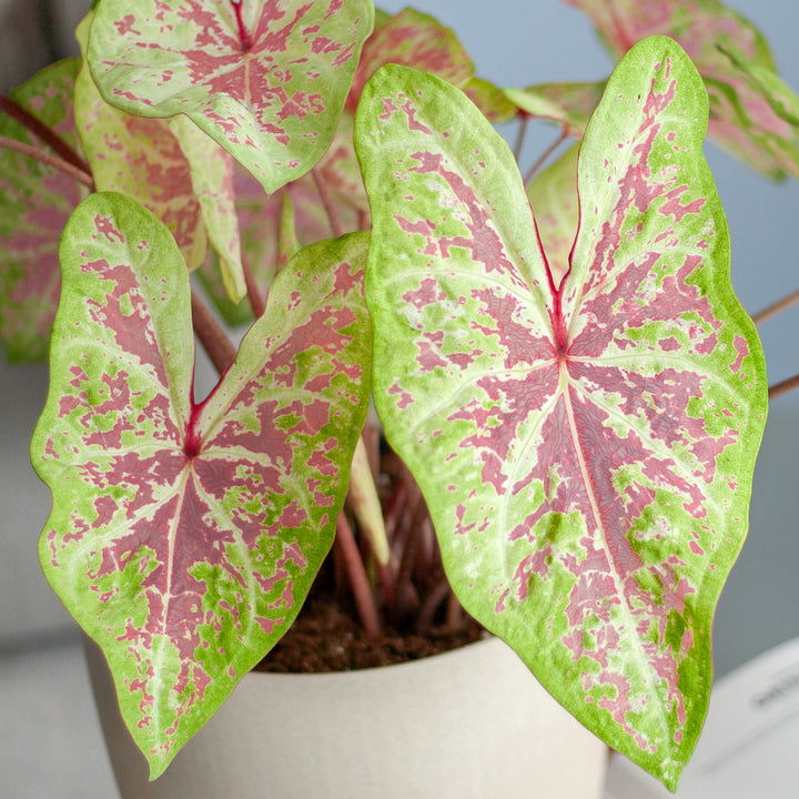 Blätter der Caladium 'Seafoam Pink'