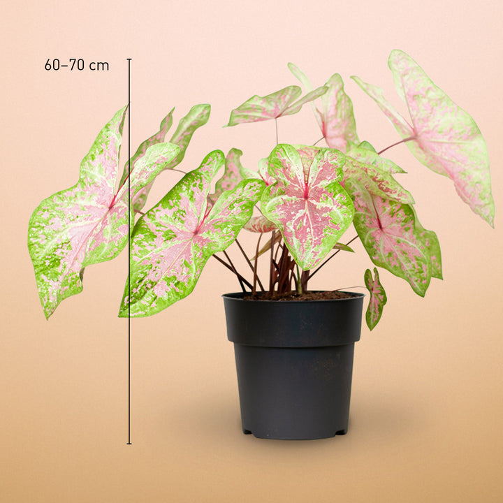 Größe der Caladium 'Seafoam Pink'