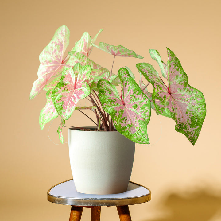 Caladium 'Seafoam Pink' im Topf
