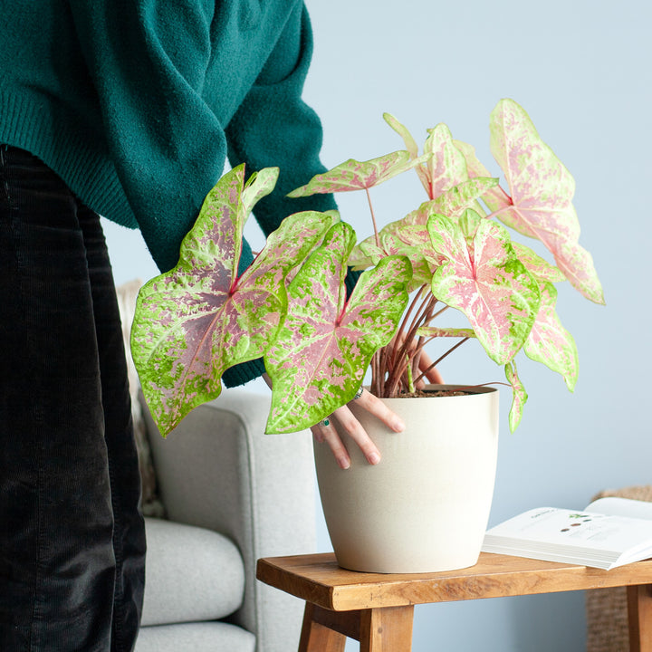 Caladium 'Seafoam Pink' mit Übertopf