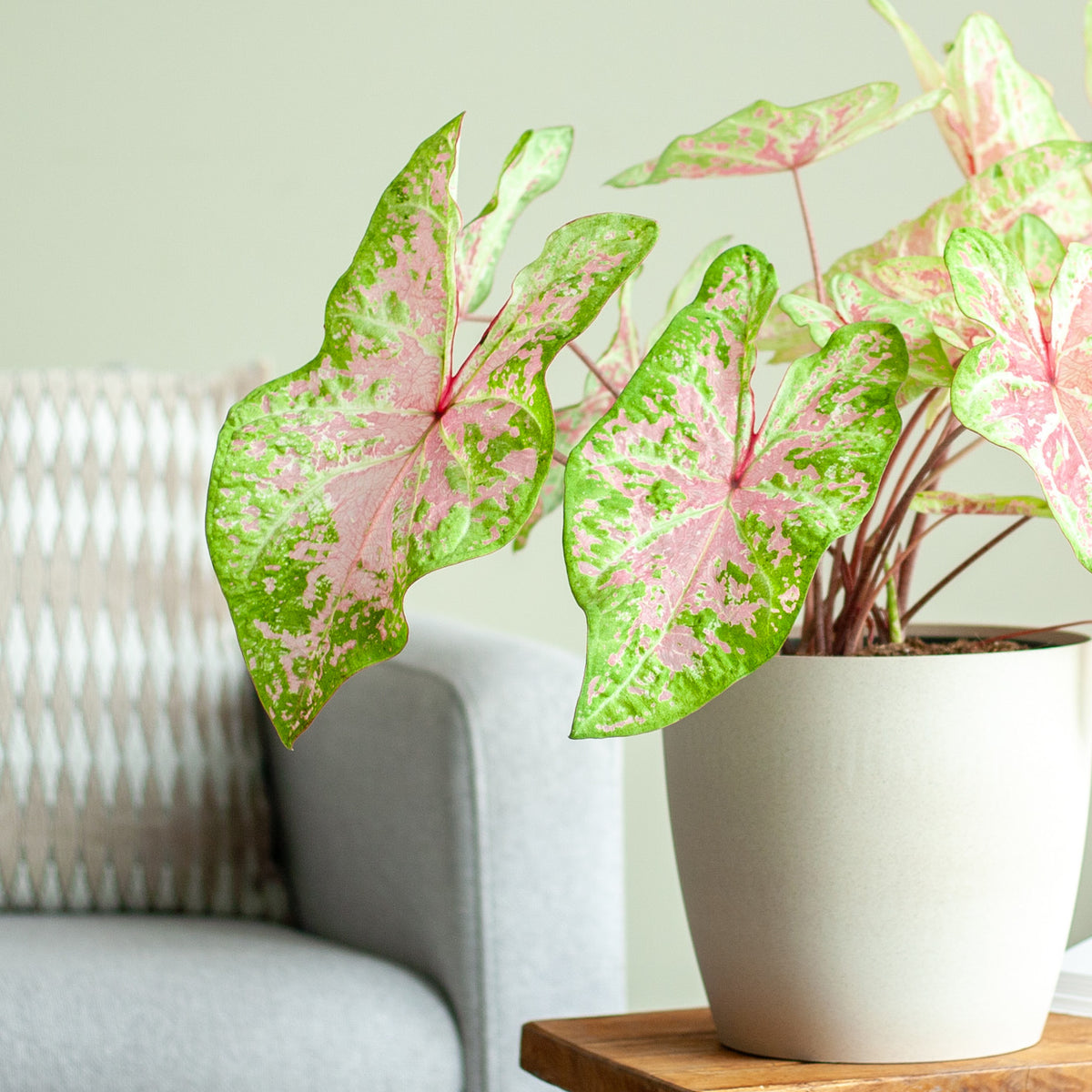 Caladium 'Seafoam Pink' als Zimmerpflanze