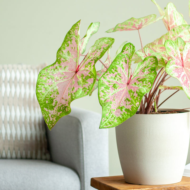 Caladium 'Seafoam Pink' als Zimmerpflanze