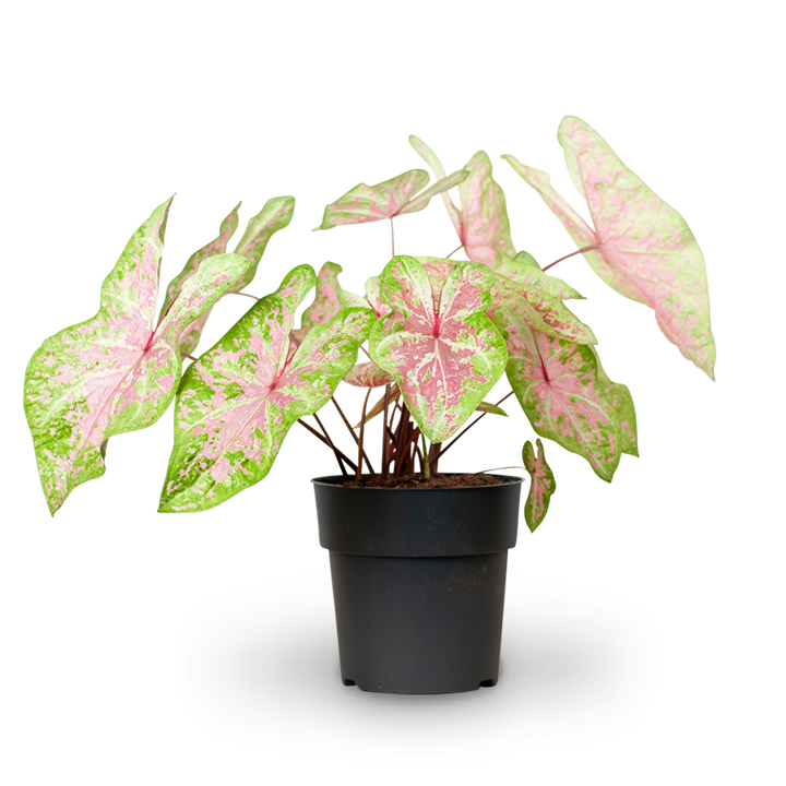 Caladium 'Seafoam Pink'