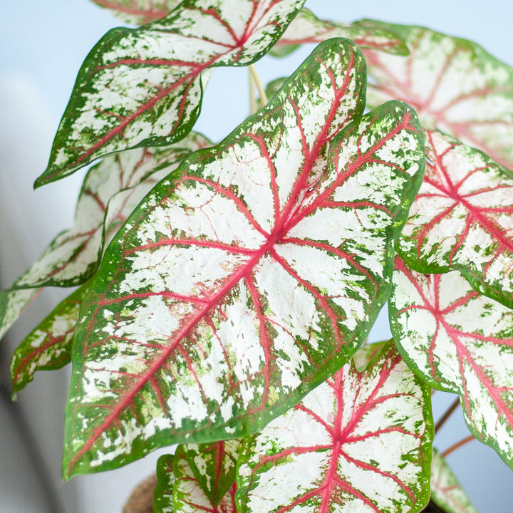 Blätter der Caladium 'Tapestry'