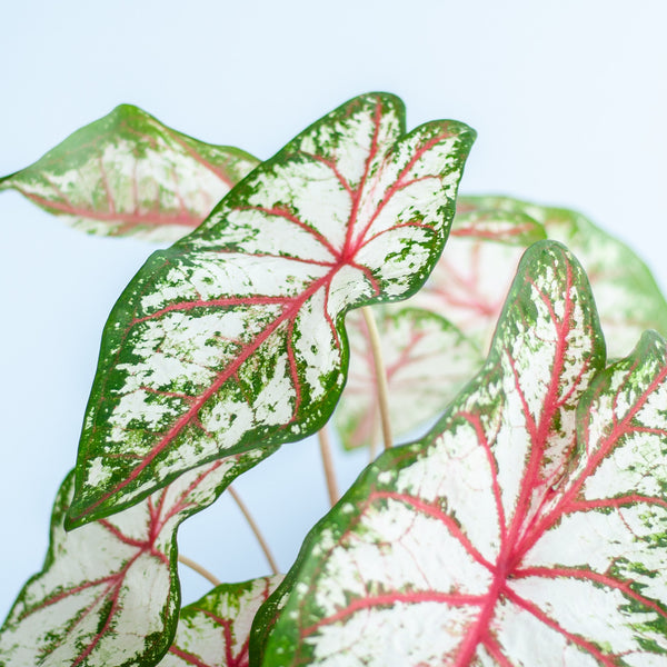 Caladium 'Tapestry' mit bunten Blättern