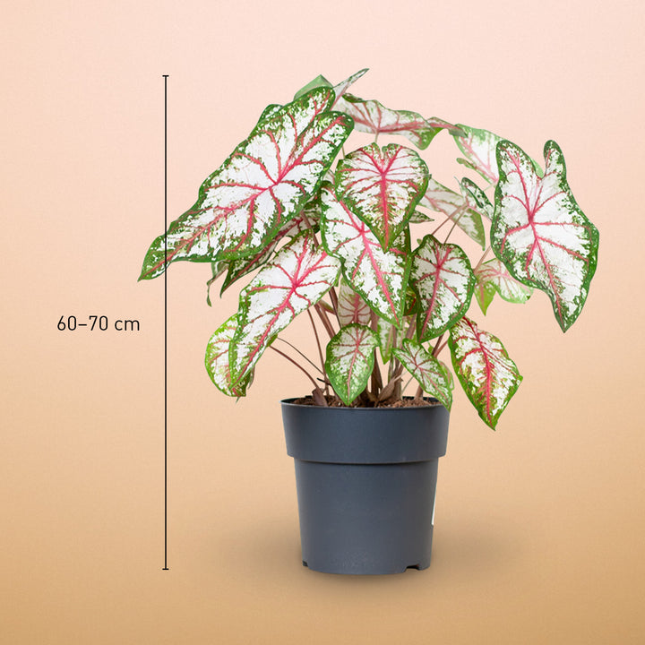 Größe der Caladium 'Tapestry'