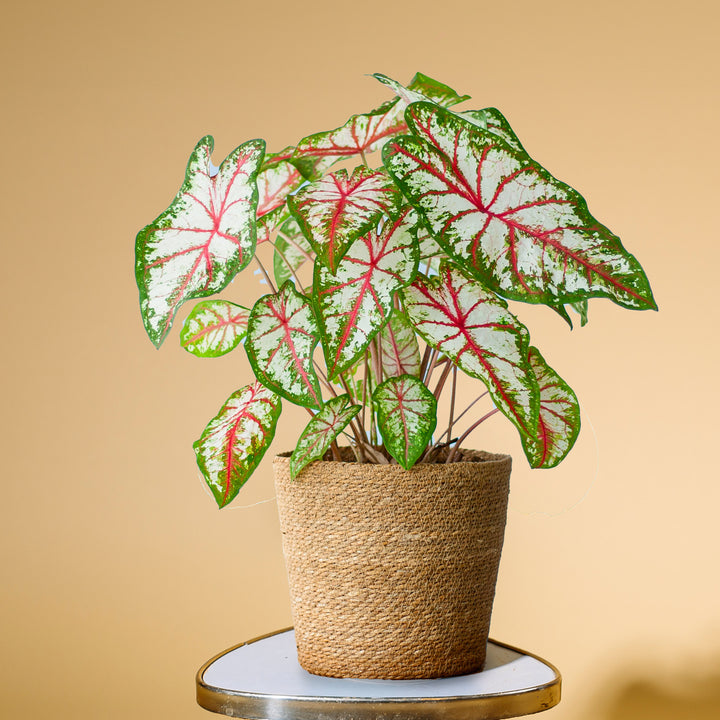 Caladium 'Tapestry' im Topf