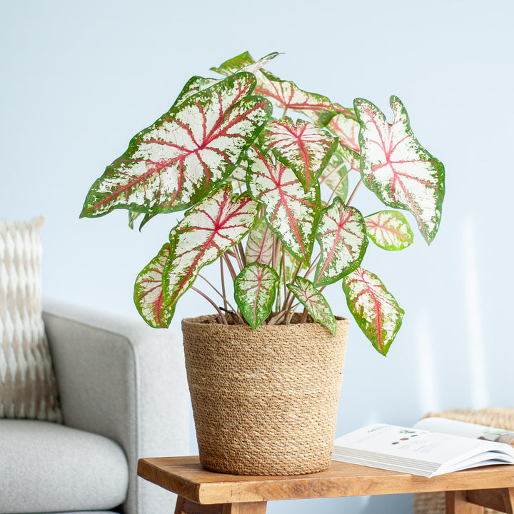 Caladium 'Tapestry' als Zimmerpflanze