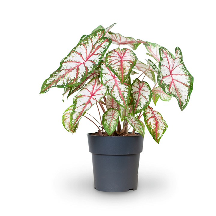 Caladium 'Tapestry'