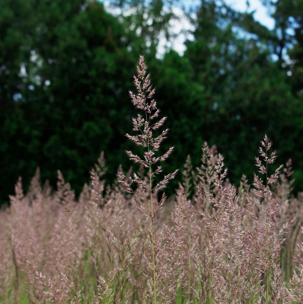 Calamagrostis x acutiflora 'Karl Foerster'
